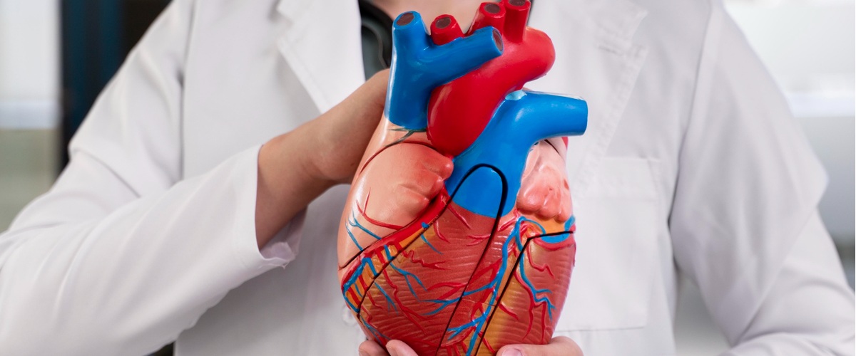 heart