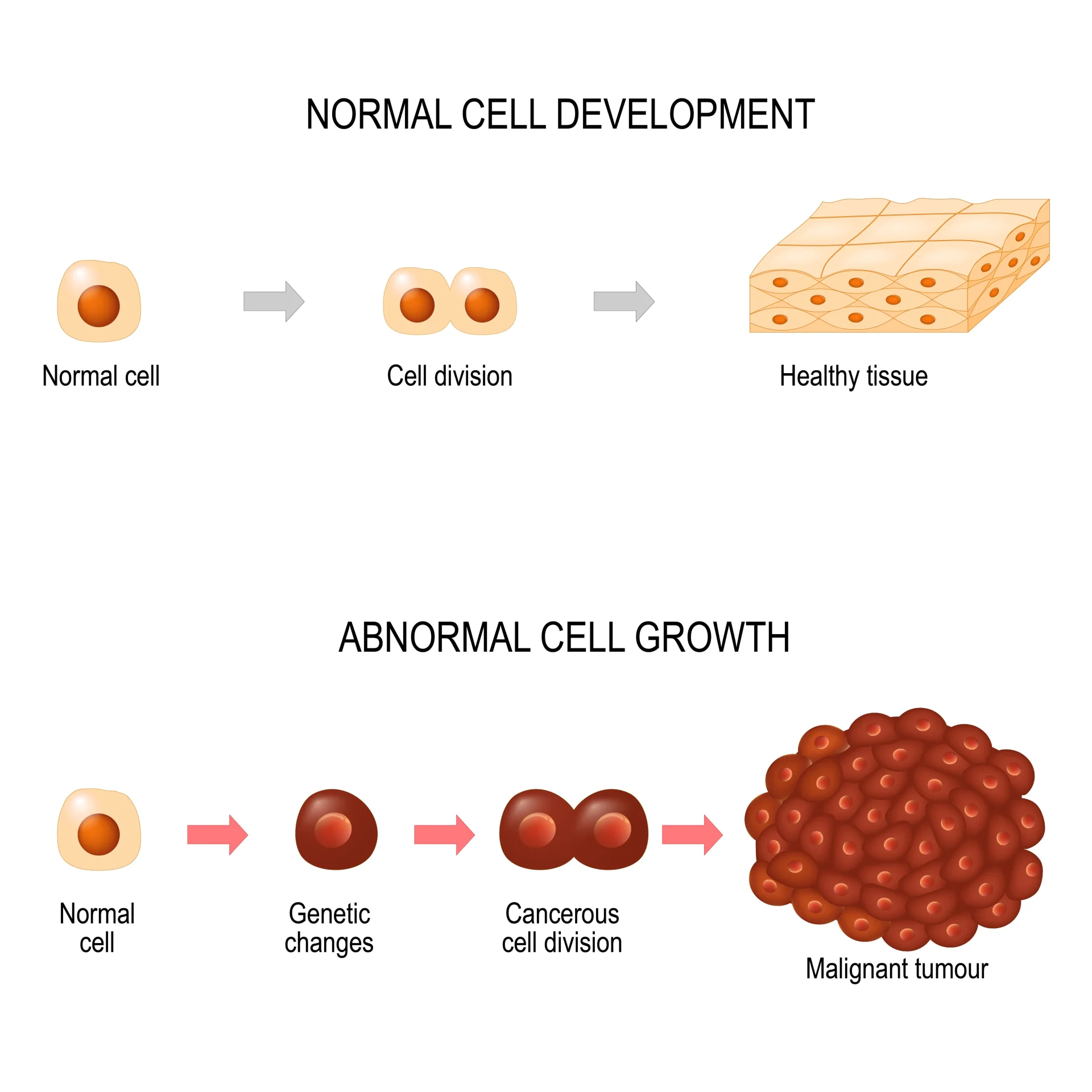 Diagram of Cell Growth